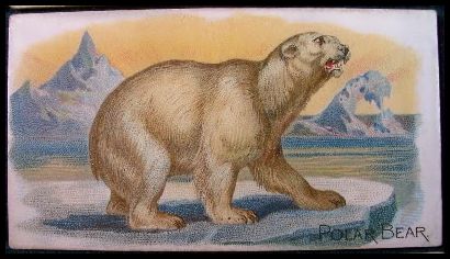 39 Polar Bear